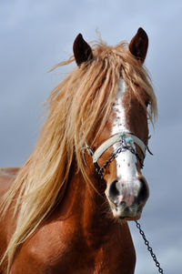 Close-up of horse against sky