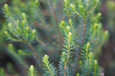 Close-up of pine tree