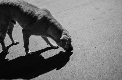 High angle view of dog on floor