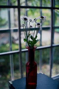 Close-up of potted plant in vase