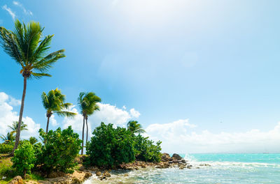 Palm trees on beach against sky