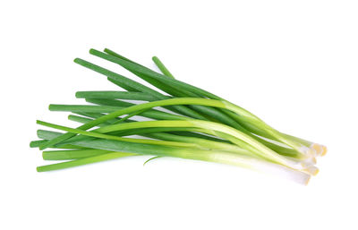 Close-up of leaf against white background