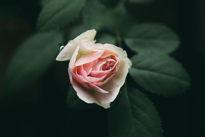 Close-up of pink rose