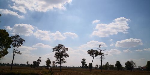 Trees on field against sky