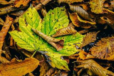 Close-up of leaves