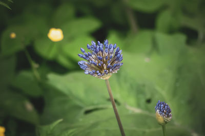 Close-up of purple flowering plant