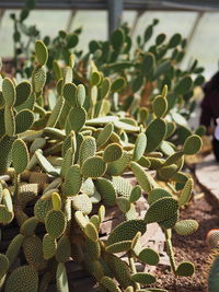 Close-up of succulent plant