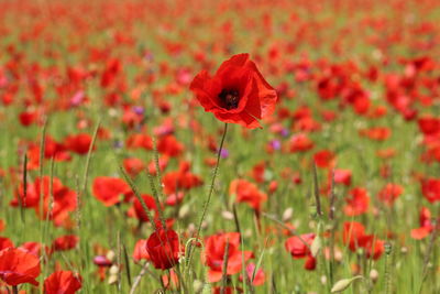 Close-up of red poppy flowers on field