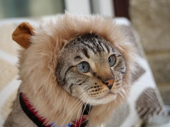 Close-up portrait of cat at home