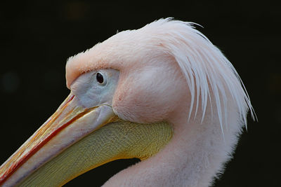 Close-up of pelican