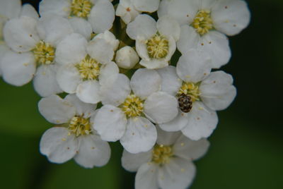 Close-up of white flowers