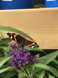 Close-up of butterfly pollinating on purple flower