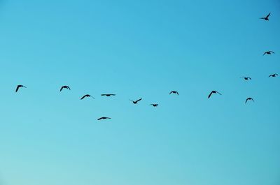 Low angle view of birds flying against clear blue sky