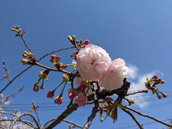 Low angle view of cherry blossoms against sky