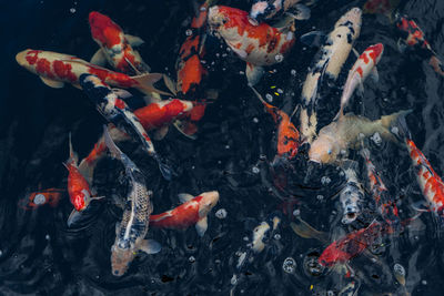 Koi swimming in a water garden,fancy carp fish,koi fishes,koi fish swim in pond.isolate background 