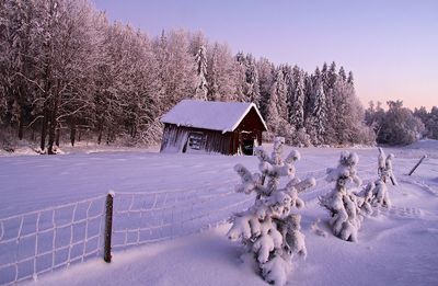 Snow covered trees against sky