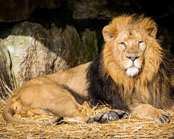 View of a lion