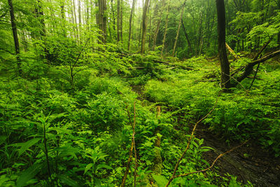 Trees growing in forest