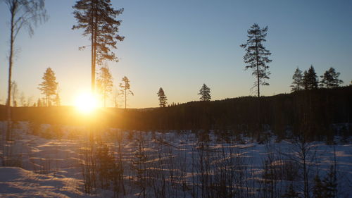 Trees on snow covered land during sunset