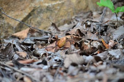 Close-up of dry autumn leaves on land