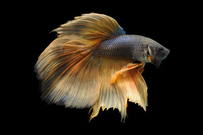 Betta fish, siamese fighting fish, betta splendens isolated on black background,
