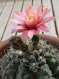 Close-up of hand holding flowering plant