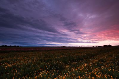 Scenic view of field against cloudy sky during sunset