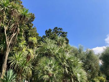 Low angle view of palm trees against clear blue sky