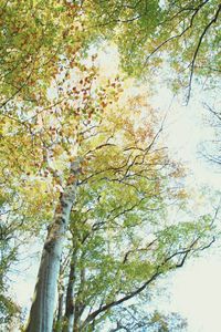 Low angle view of flower tree against sky