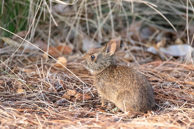 Cute baby marsh rabbit sylvilagus palustris in a field in naples, florida in spring.