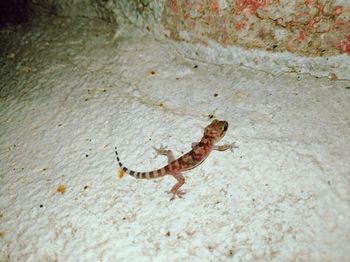 High angle view of lizard on wall