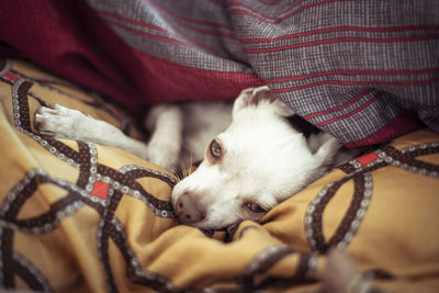 Cute sleepy small dog with green eyes lays under blankets in home nest