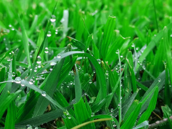 Close-up of wet grass on field during rainy season