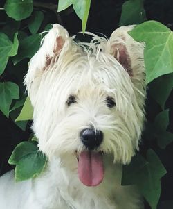 Close-up portrait of a dog