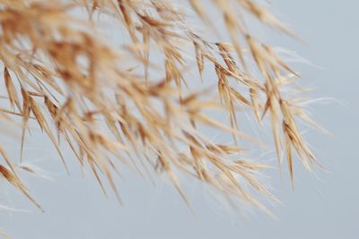 Close-up of wheat against clear sky