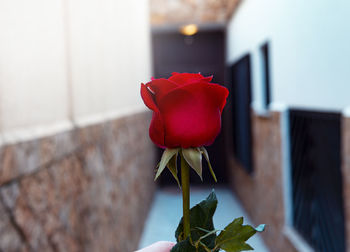 Close-up of red rose on plant