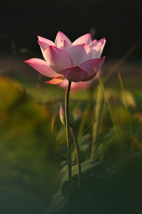 Close-up of pink lotus water lily