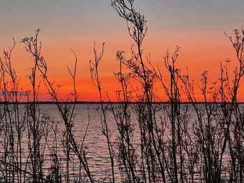 Silhouette plants by sea against romantic sky at sunset