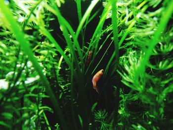 Close-up of a reptile on the ground