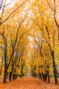 Footpath amidst trees during autumn