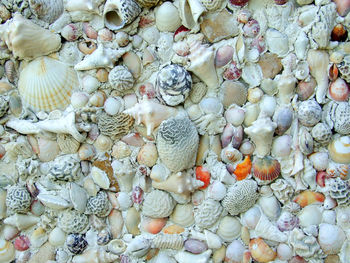 Full frame shot of seashells