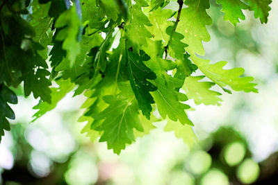 Close-up of fresh green leaves on plant