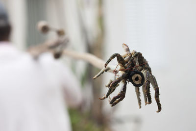 Close-up of hand feeding