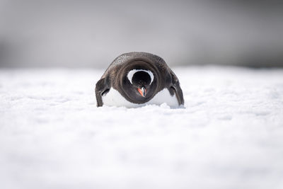 Gentoo penguin lies on snow facing camera