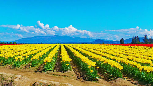 Scenic view of field against cloudy sky