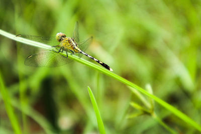 Close-up of dragonfly on blade of grass