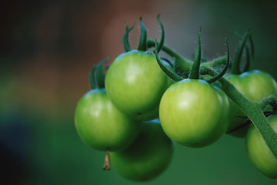 Close-up of fruits