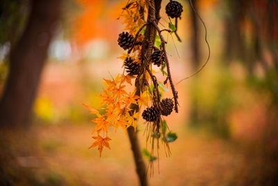 Close-up of wilted plant during autumn