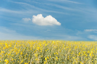 Scenic view of field against cloudy sky