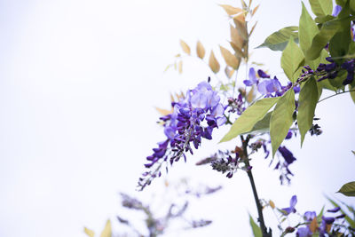 Close-up of purple flowers against clear sky